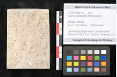 Foto (Objekt + Etikett) von Quercus palaeoilex Ettingshausen (NHMW-GEO-2024-0188-8112)